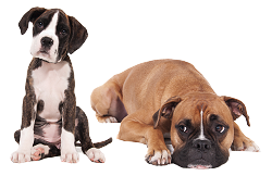 Two Boxer dogs waiting for a walk